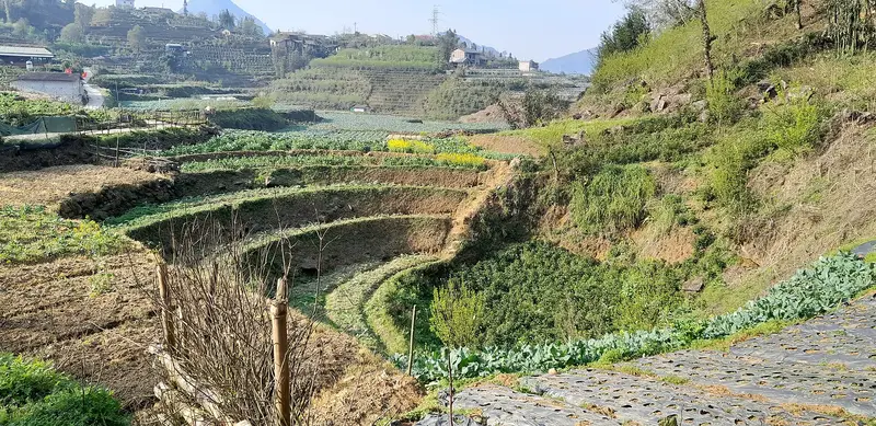 Terraced vegetable fields on a hillside outside Sa Pa, with houses on the ridge above